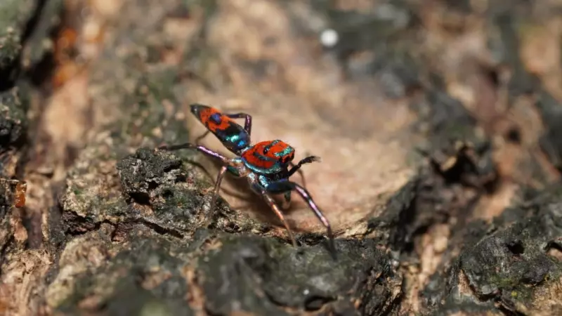 Pune's Spider Squad: How Citizen Scientists Are Battling Arachnophobia & Saving Urban Ecology