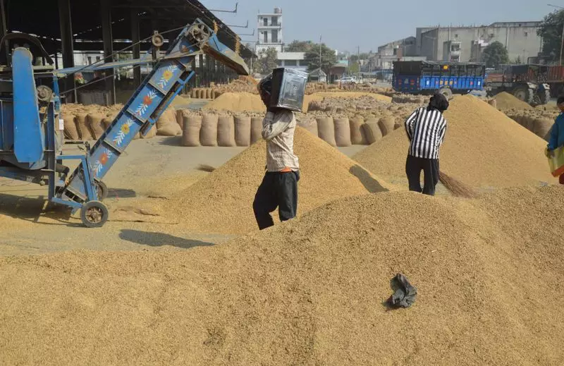 PUNGRAIN Dominates Ludhiana's Paddy Procurement Race, Outshines MARKFED & PUNSUP