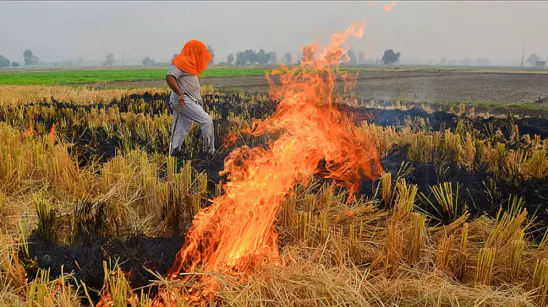 Punjab Farm Fires Crisis: State Records Biggest Single-Day Spike With 147 Fresh Incidents