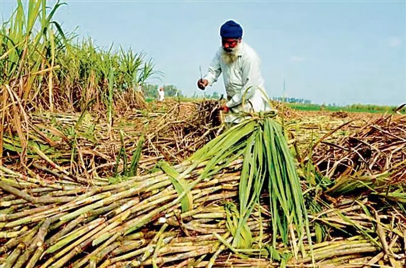 Punjab Farmers Demand Fair Price: ₹450 per Quintal for Sugarcane Now!