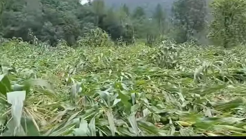 Punjab Farmers Demand Fresh Survey After Heavy Rain Damages Crops