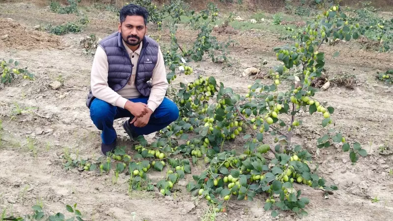 Punjab Farmers Turn 'Poor Man's Fruit' Ber into Profitable Crop, Beating Wheat & Paddy