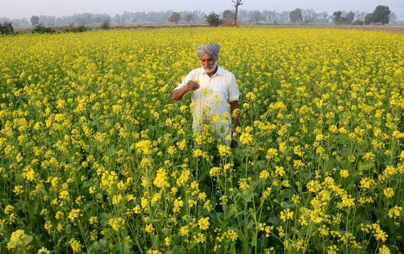 Punjab's Golden Mustard Opportunity: Low Profits Deter Farmers Despite High Demand