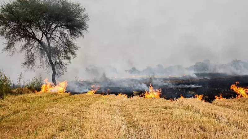 Punjab's Paddy Fields Smolder: 241 Farm Fires Ignite Amid Pollution Concerns