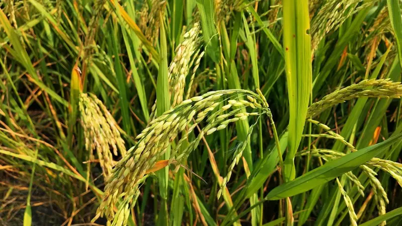 Punjab's Paddy Yield Plummets to 8 Quintals Per Hectare: Crop Cutting Experiments Reveal Alarming Decline