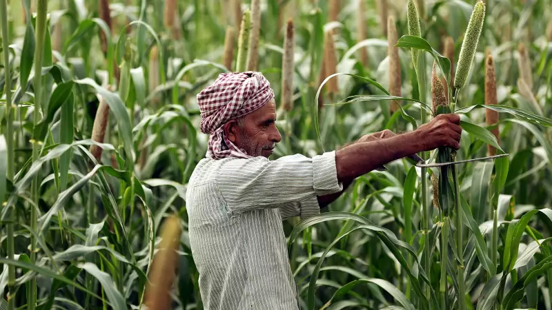 Punjab's Seed Crisis: Delayed NFSNM Supply Leaves Farmers & Officials in Lurch