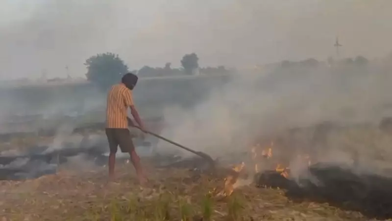 Punjab's Stubble Burning Crisis: Tarn Taran Emerges as Worst Offender Amid Environmental Concerns