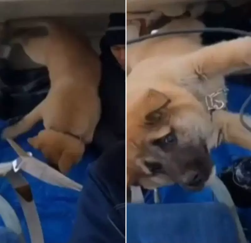Puppy's First Zero Gravity Experience Wins Internet Hearts
