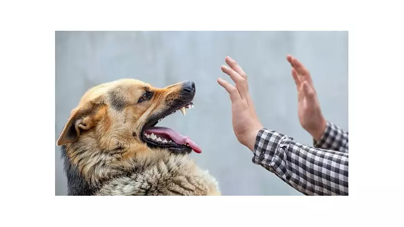 Rabid Dog Terror in Ilkal: 24 People Injured in Frenzied Attack - Karnataka on High Alert