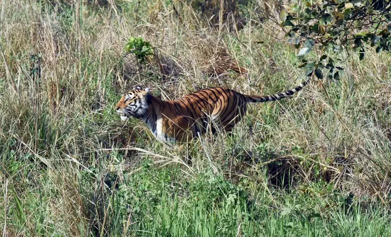 Rajaji Tiger Reserve Ropeway Approved Despite NTCA Objections