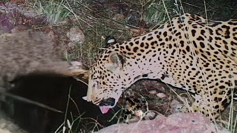 Rare Jaguar Spotted in Arizona, 5th Sighting in 15 Years