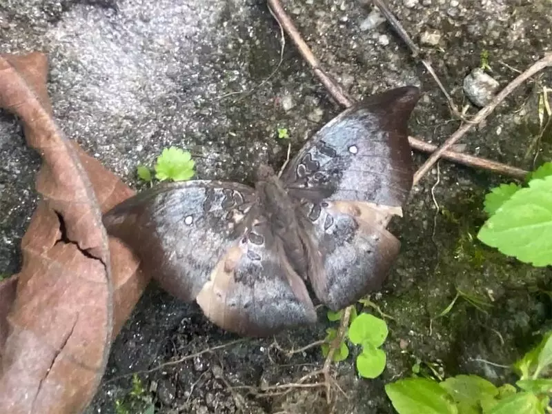 Rare Spotless Baron Butterfly Reappears in Dzongu After 5-Year Absence