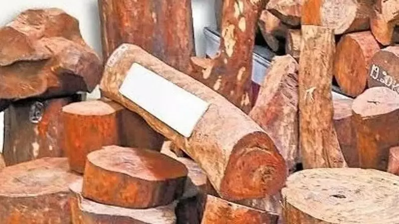 Red Sanders Smuggling: India's Rs 5,000 Crore Illegal Trade Exposed