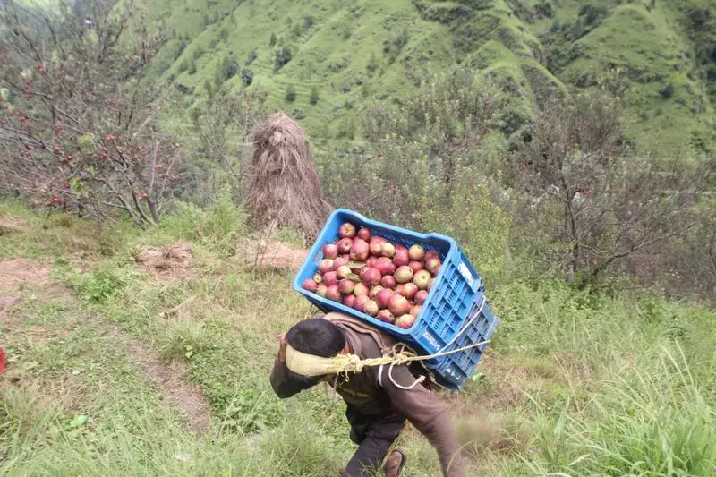 Revolution in Himachal's Orchards: Science Transforms Apple Harvesting for Better Yields