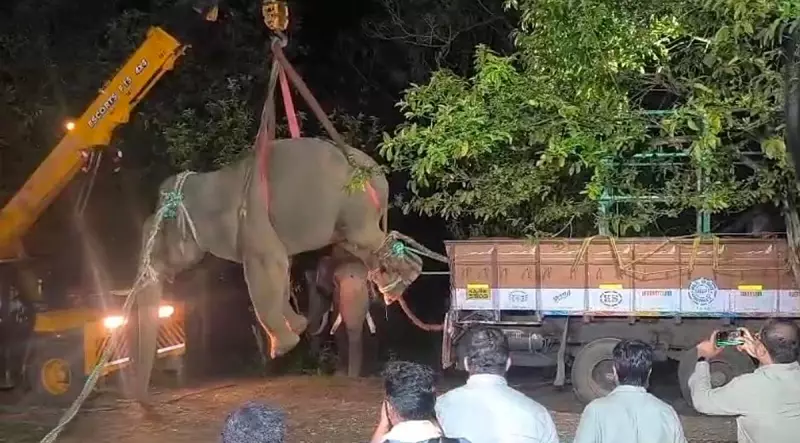 Rogue Elephant Captured Near Karnataka's Sringeri After Dramatic Forest Department Operation
