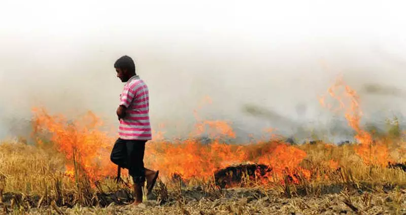 Rohtak Cracks Down on Stubble Burning: DM Enforces Strict Ban to Combat Pollution
