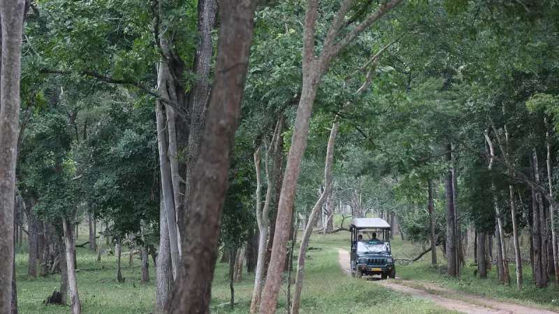Safari Ban Hits Karnataka Jungle Resorts; Mudumalai Sees Surge in Visitors