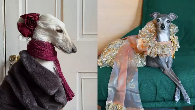 Samantha vs Tika: The Battle for Most Fashionable Dog on Instagram