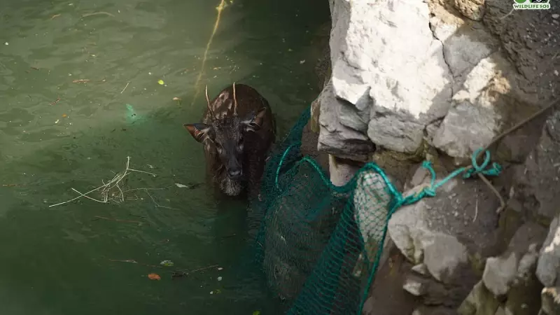 Sambar Deer Rescued from Well in Maharashtra: Detailed Operation Saves Animal