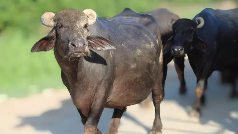 Sandeep Shetty's Buffaloes Smash Negilu Senior Record at Mangaluru Kambala