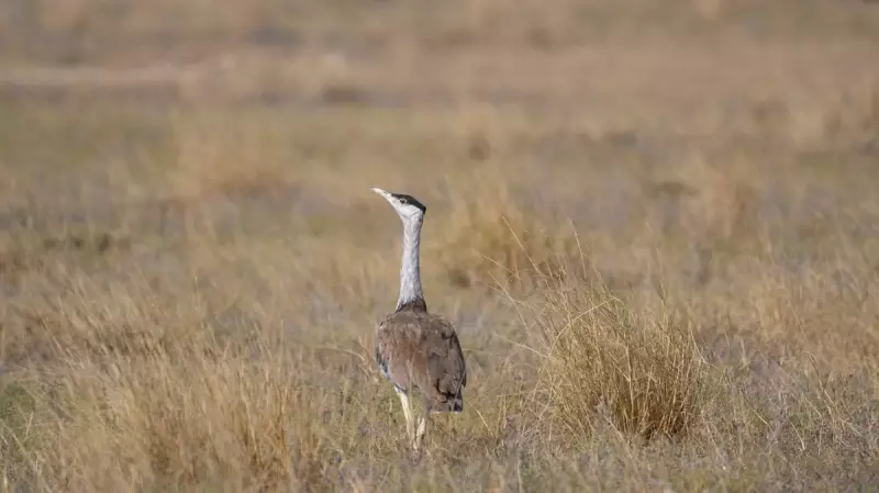 Saving India's Great Indian Bustard: A Race Against Power Lines