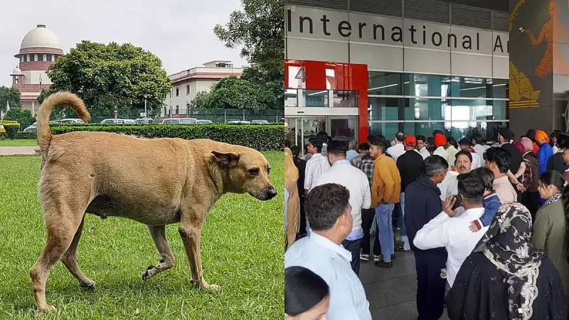 SC Orders Stray Dog & Cattle Removal, 300+ Flights Hit by Delhi Airport Snag