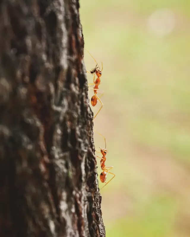 Scientists Discover 3 New Rock Ant Species in Indian Himalayas