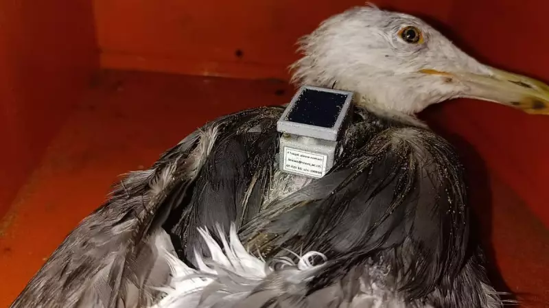 Seagull's Epic 12,000-Km Journey Ends on Karnataka Coast