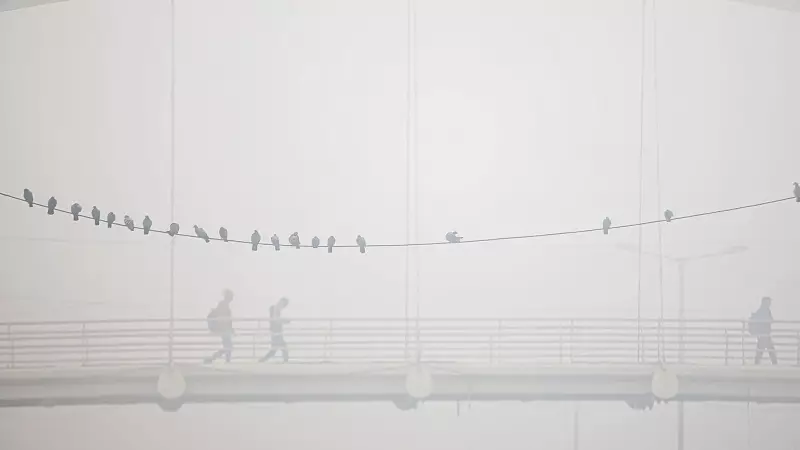 Severe Cold Wave & Dense Fog Grip Punjab, Haryana; Orange Alert Till Dec 26