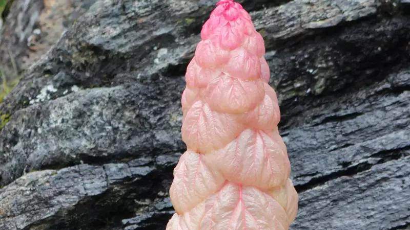 Sikkim Sundari: The Himalayan Marvel That Blooms Once in Decades & Dies