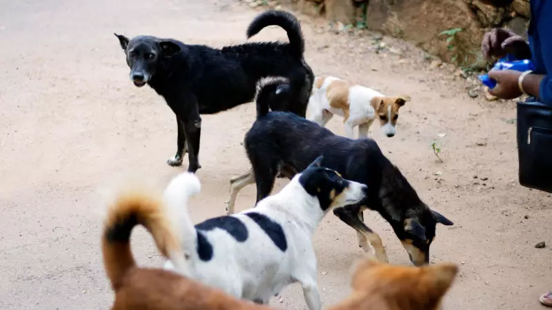 Stray Dog Unearths, Mauls Newborn Body in Shimla; Police Register Case