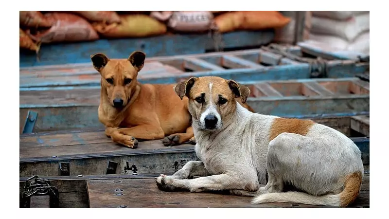 Stray Dogs Protect Abandoned Newborn Through Night in Nabadwip