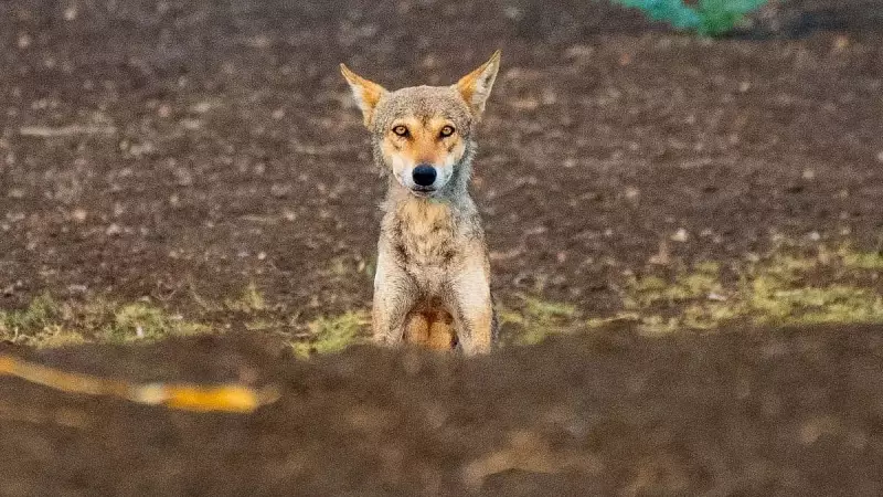 Study Reveals Indian Shepherds' Changing Views on Wolves: From Conflict to Coexistence