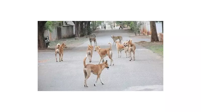 Supreme Court Takes Charge: Stray Dog Crisis Hearing Set for October 27