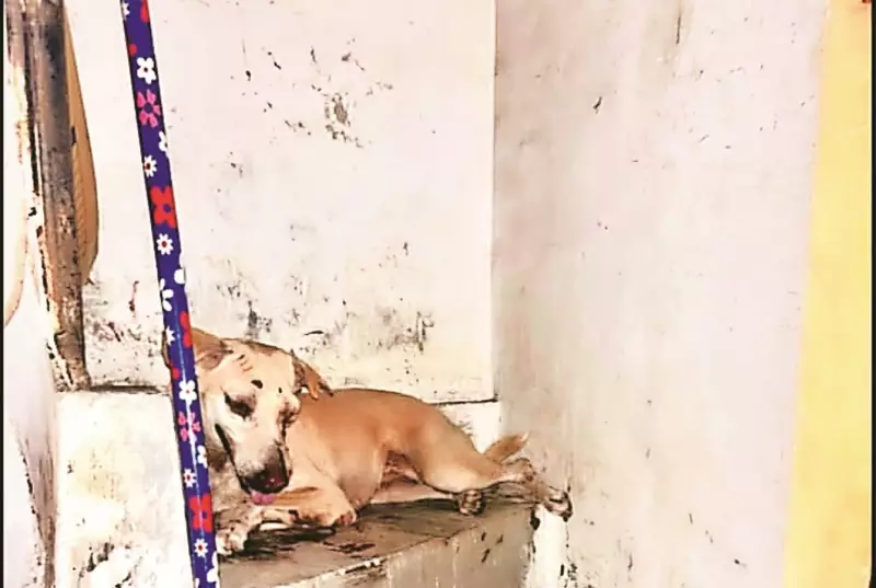 Surat Father-Son Duo Arrested After Brutal Attack on Stray Dog Following Nurse's Complaint