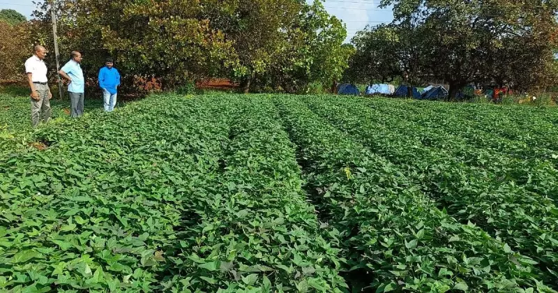 Sweet Potato Surge: Karnataka Farmers Embrace Resilient Crop Amid Climate Shifts