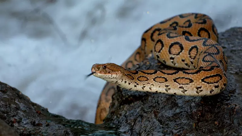 Tamil Nadu Snakebite Murder: Sons Allegedly Used Viper to Kill Father for Rs 3 Crore Insurance