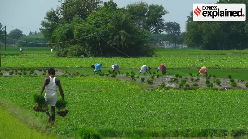 Tamil Nadu's Record Paddy Harvest Triggers Storage Crisis Amid Monsoon