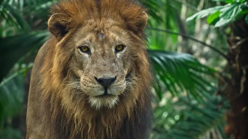Teenager Mauled to Death After Climbing Lion Enclosure at Brazilian Zoo