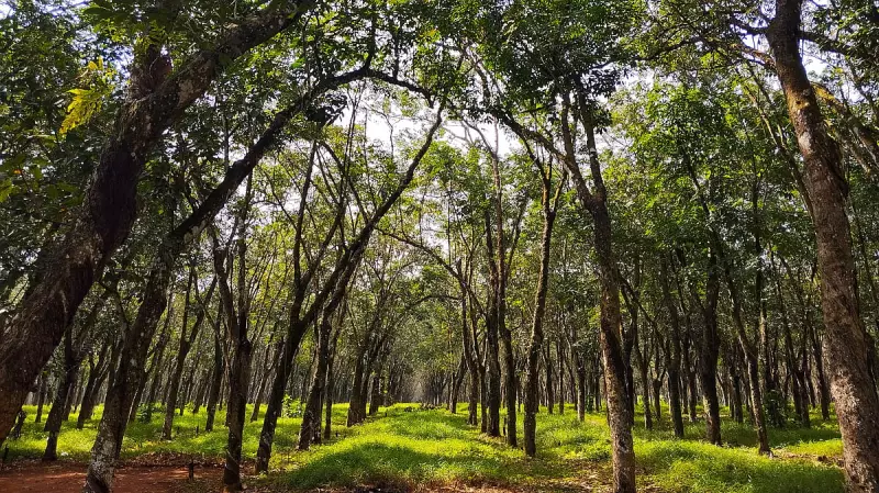 The Day a Tree Saved Me: Usha Mukunda's Lasting Tribute