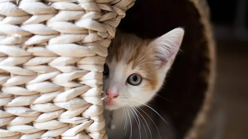 The Grace in Denial: A Philosophical Look at Human Resilience