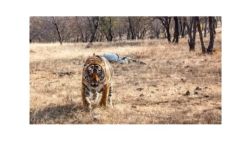 Third Tiger Attack in 15 Days Claims Farmer's Life in Bandipur