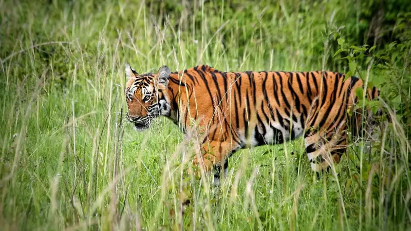 Tiger Attack Claims Farmer's Life in Mysuru's Saragur: Human-Wildlife Conflict Escalates
