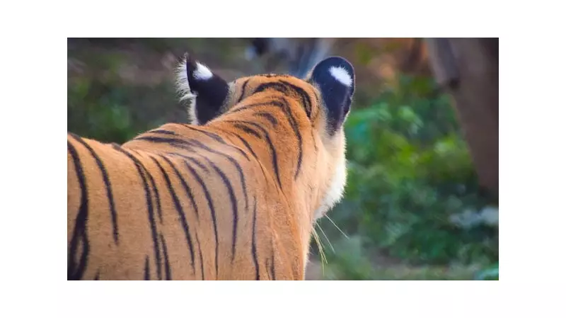 Tiger Attack Claims Life of Bandipur Reserve Staff Member in Karnataka