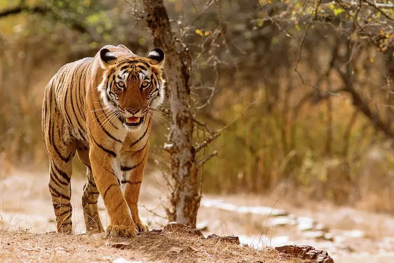 Tiger Attack Claims Young Life in Uttar Pradesh's Katarniaghat Wildlife Sanctuary
