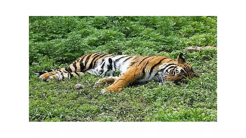 Tiger Carcass Found in Karnataka Coffee Estate, Officials Investigate