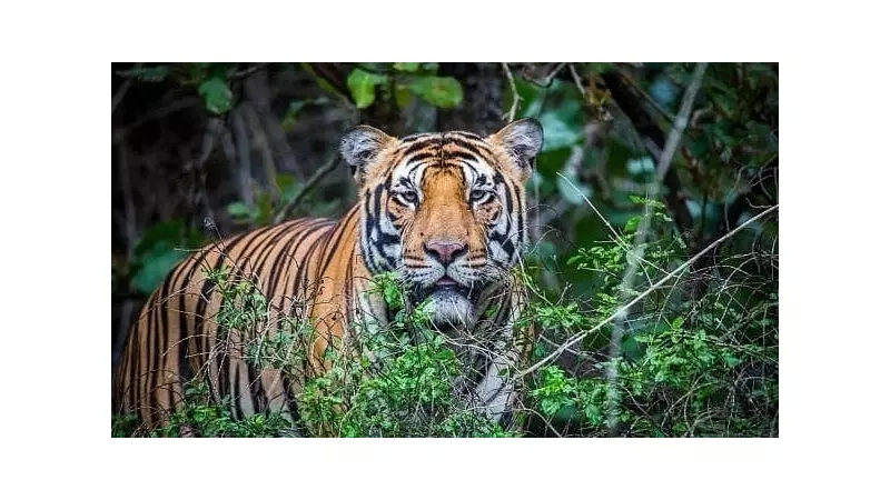 Tiger Census 2025 Begins in Sundarbans with Camera Traps