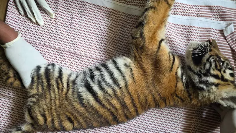 Tiger Cub Rescued in Nagarahole, Mysuru: Forest Officials Act Swiftly
