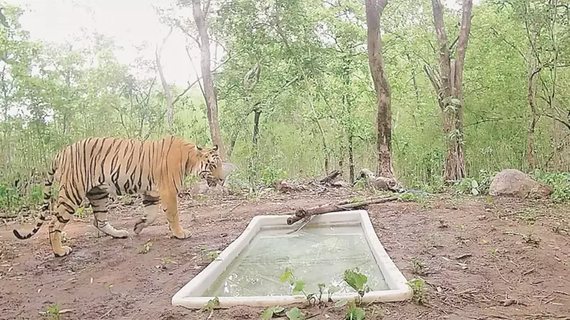 Tiger Returns to Gujarat After Decades, Spotted in Ratanmahal Sanctuary