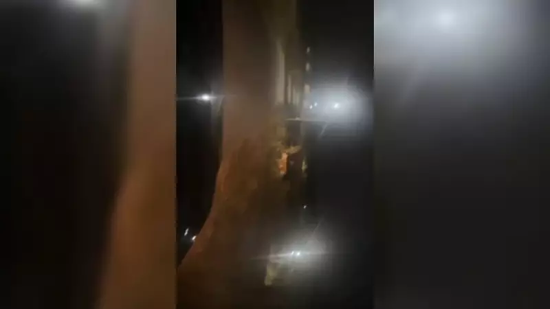 Tiger Spotted Roaming Mysuru Airport, Search Operation Launched